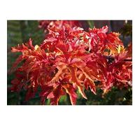 Acer palm. 'Shishigashira' - Erable Du Japon ,Érable Palmé 'Shishigashira'' 60- 80 cm en pot