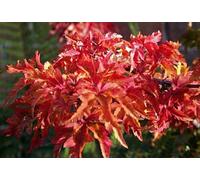 Acer palm. 'Shishigashira' - Erable Du Japon,Érable Palmé 'Shishigashira'' 60-80 cm en pot