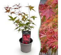 Acer palmatum Beni-maiko - Rouge - Feuillage caduc - Peu d'entretien - 25-35cm - Ø12cm - Plante de jardin