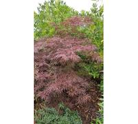 Acer palmatum 'Crimson Queen' / Erable du Japon pourpre/Conteneur de 3 à 4 litres