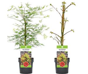 Acer palmatum dissectum "Emerald Lace" | Érable du Japon Arbuste à feuilles caduques en pot