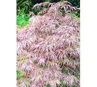 Acer palmatum Dissectum Érable rouge 40-60 cm