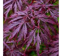 Acer palmatum dissectum "Garnet" | Érable du Japon Arbuste de jardin à feuilles caduques en pot