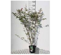 Acer palmatum - Erable Du Japon 60- 80 cm en pot