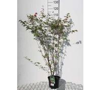 Acer palmatum - Érable du Japon conteneur 60- 80 cm