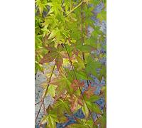 Acer palmatum/Erable du Japon/Conteneur de 7 à 10 litres