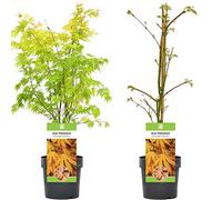 Acer palmatum "Orange Dream" | Érable du Japon Plante de jardin à feuilles caduques Arbuste en pot