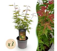 Acer palmatum Phoenix - Rose - 3 Plantes - Décidu - Faible entretien - 25-35cm - Ø12cm - Plante de jardin