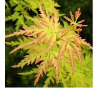 Acer palmatum ""Seiryu"" Érable japonais Petite plante de jardin à feuilles caduques Arbuste en pot