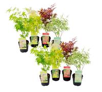 Acer palmatum - Set de 8 - Erable du Japon - Pot 10,5cm - Hauteur 25-40cm