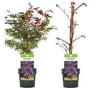 Acer palmatum "Trompenburg" | Érable du Japon Plante de jardin à feuilles caduques Arbuste en pot