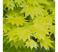 Acer shirasawanum "Aureum" | Érable du Japon doré Plante de jardin à feuilles caduques Arbuste en pot