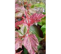 Acer x conspicuum 'Red Flamingo' / Érable à peau de serpent/Conteneur de 7 à 10 litres/Touffe