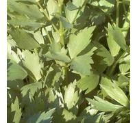Ache des Montagnes - Céléri perpétuel - Livèche - Laevisticum officinale (lot de 3 pieds)
