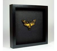 Acherontia atropos - Sphinx tête de Mort - Vrai Papillon de taxidermie monté sous Verre dans Un Cadre Fait Main en Bois Noir