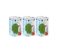 Achetez 3 Pay 2 Matcha Premium Japanese Strawberry Flavor Detox Burner Form Matcha Tea