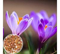 AchidistviQ 100 Pcs Graines De Plantes De Safran Graines Pollinisées Ouvertes Graines De Crocus Safran Tolérantes À La Sécheresse pour La Maison Jardin Jardin Décor Graines de Crocus au Safran