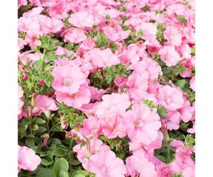 AchidistviQ 100 Pièces Graines De Pétunia, Panier Suspendu Vivace Graines De Fleurs De Pétunia Belles Fleurs De Jardin Graines De Fleurs Fraîches Rose