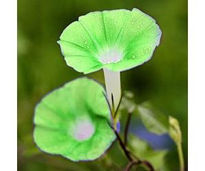AchidistviQ 100 Pièces Graines De Pétunia, Panier Suspendu Vivace Graines De Fleurs De Pétunia Belles Fleurs De Jardin Graines De Fleurs Fraîches Vert