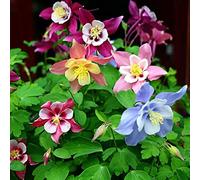 AchidistviQ 30 Pièces Graines D'ancolie Multicolores, Graines De Floraison D'été Vivaces Robustes Faciles à Cultiver Maison Jardin Cour Extérieure Plante De Ferme Graines d'ancolie