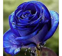 AchidistviQ 50 Pcs Rare Bleu Violet Noir Rose Graines Plante Vivace Bonsaï Rose Graines De Fleurs Pour Jardin Extérieur Décor À La Maison Bleu Noir Graines De Rose