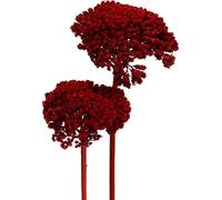 Achillea millefeuille fleurs séchées 1kg rouge vin - Plante médicinale décorative pour arrangement de table et vitrine