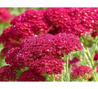 Achillea rubra (rouge), Achillée 100 Graines, plante vivace