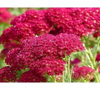 Achillea rubra (rouge), Achillée, vivace