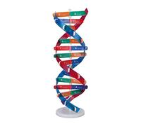 ACOGEDO Kit de Jouets de Modèle ADN Humain éducatif avec Structure Colorée à Double Spirale, Outil d'enseignement Scientifique pour Les Enfants, Matériel en PVC Durable pour l'apprentissage et la