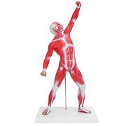 ACOGEDO Modèle du Système Musculaire 50 Cm Affichage des Muscles Humains - Structure Musculaire du Corps en PVC pour l'enseignement et l'éducation Art