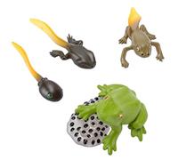 Acouto Cycle de Croissance de Grenouille, Jouet de Biologie Éducatif | Coffret complet comprenant cinq scènes, Figurines en plastique réalistes, Adapté à l\'apprentissage préscolaire, Idéal pour