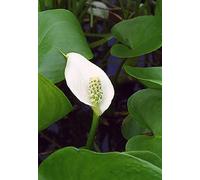 Acqua Arum -Wild Calla palustris Lily 10 semi- Aquatic