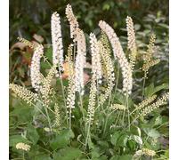 Actaea White Pearl - Une plante de sous-bois ornementale et rustique