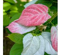 Actinida Feuilles Hétéroclites Adam Homme 1L - Plante de Jardin, Arbres fruitiers - la Décoration Parfaite pour Votre Propriété - Pour les Débutants et les Jardiniers Professionnels