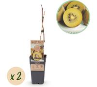 Actinidia deliciosa Golden Kiwi - 2 plantes fruitières - Fruits jaunes sucrés - Ø15cm Hauteur 50cm - Facile à cultiver & riche en vitamines