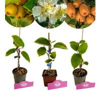 Actinidia deliciosa mix