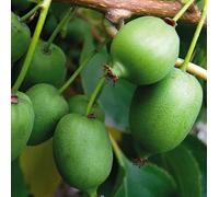 Actinidia Kokuwa Zwitter 1L - Plante de Jardin, Arbres fruitiers - la Décoration Parfaite pour Votre Propriété - Pour les Débutants et les Jardiniers Professionnels