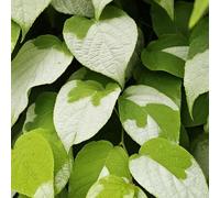 Actinidia polygama 2L - L'actinidia a une odeur que les chats aiment