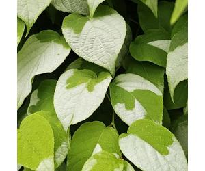 Actinidia polygama 2L - L'actinidia a une odeur que les chats aiment