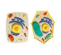 Activité de modélisation cellulaire 3D avec composants d'argile à code | Cellules avec modélisation en relief à code couleur, assemblage en argile à main, deux formes pour les leçons de biologie