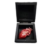 Acunny Décoration de cœur d'orgue, Ornements de cœur Amusants, Boîtes décoratives de décoration de Coeur réaliste Naturel, Ornements Amusants en Forme de cœur Humain, Couleurs Vives pour la Famille