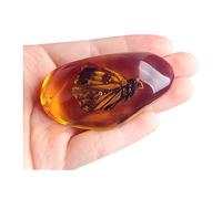 Acxico 1 beau papillon ambre, fossile, insectes, polissage manuel