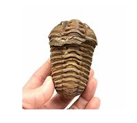 Acxico Flexicalymène Trilobites Fossile marocain 4-5,5 cm Maroc