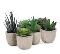 addhome Lot de 6 plantes succulentes réalistes dans des pots collés - Facile d'entretien et intemporel - Idéal pour le salon, le bureau, etc. - Embellissez votre maison