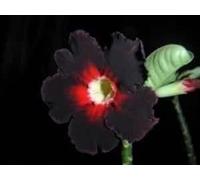 Adenium obesum 'Black king' - Rose du désert