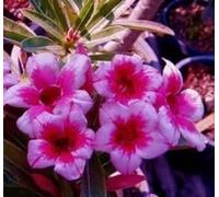 Adenium obesum 'Bonanza' - Rose du désert