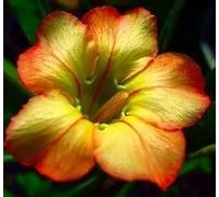Adenium obesum 'Honey' - Rose du désert