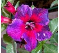 Adenium obesum 'Kaleidoscope' - Rose du désert