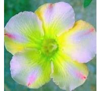 Adenium obesum 'Lemon pink' - Rose du désert