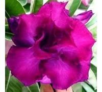 Adenium obesum 'Mango' - Rose du désert